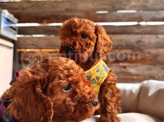 Scr Li Poodle Bebekler Yeni Yuvalarına Gitmeye Hazırlar görsel