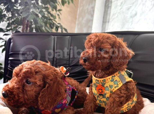 Scr Li Poodle Bebekler Yeni Yuvalarına Gitmeye Hazırlar