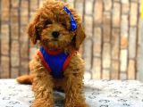 TOOY POODLE YAVRUMUZ 0 TEACUP 