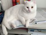 Scottish fold acil yuva aranıyor