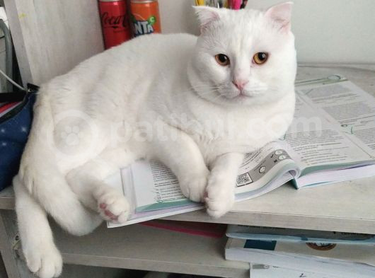 Scottish Fold Acil Yuva Aranıyor