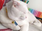 Scottish Fold Acil Yuva Aranıyor