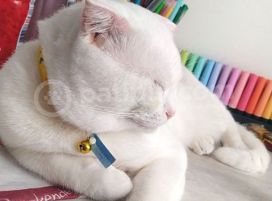 Scottish Fold Acil Yuva Aranıyor görsel