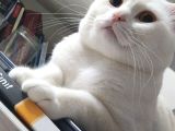 Scottish Fold Acil Yuva Aranıyor