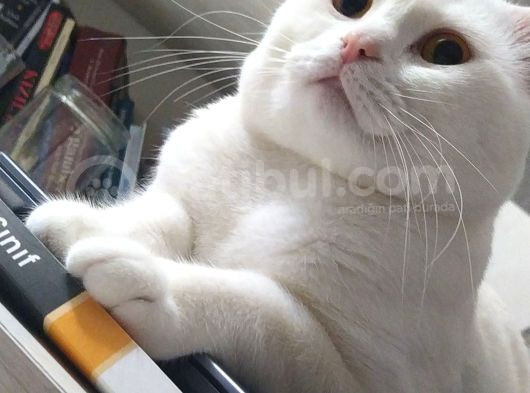 Scottish Fold Acil Yuva Aranıyor görsel