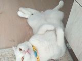 Scottish Fold Acil Yuva Aranıyor