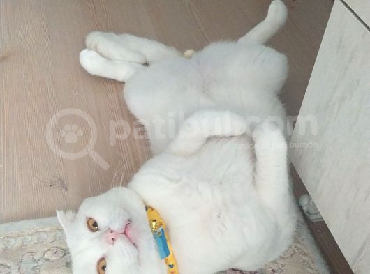 Scottish Fold Acil Yuva Aranıyor görsel