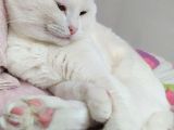 Scottish Fold Acil Yuva Aranıyor