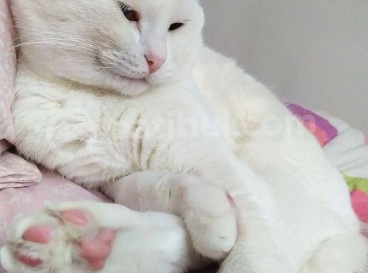 Scottish Fold Acil Yuva Aranıyor görsel