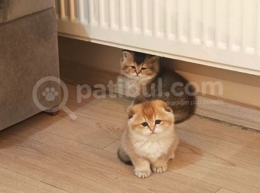 Gold Anne Babanın Bebekleri