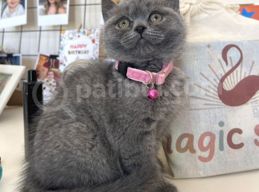 Erkek - Dişi Gri Ve Lilac British Yavrular görsel