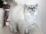 Dişi British Longhair Yavru
