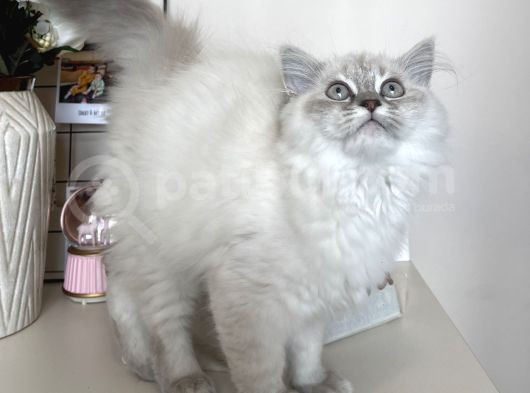 Dişi British Longhair Yavru görsel