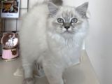 Dişi British Longhair Yavru