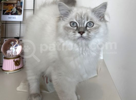 Dişi British Longhair Yavru görsel