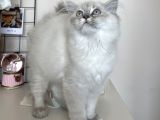 Dişi British Longhair Yavru