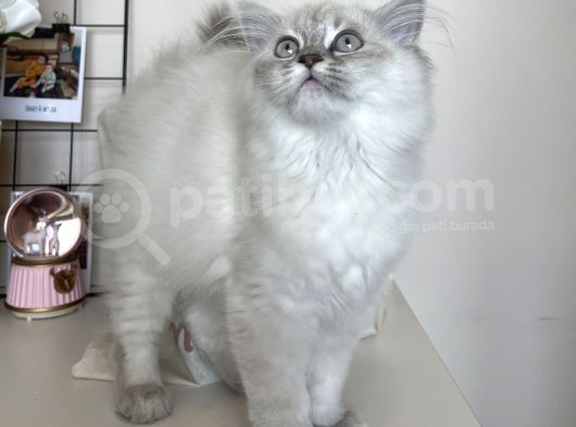 Dişi British Longhair Yavru görsel
