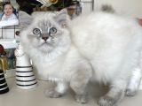Dişi British Longhair Yavru