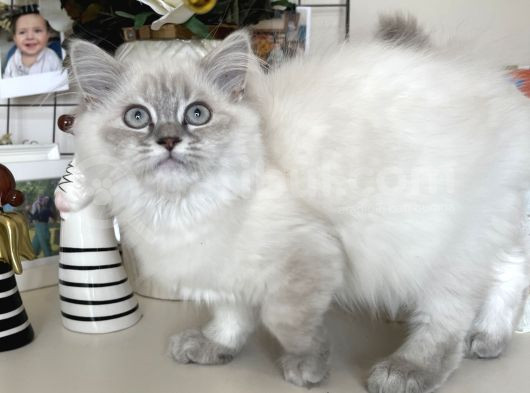 Dişi British Longhair Yavru görsel
