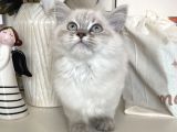 Dişi British Longhair Yavru
