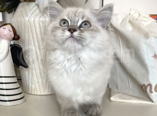 Dişi British Longhair Yavru