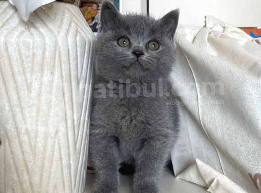 Erkek - Dişi Gri Ve Lilac British Yavrular