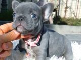 Blue French Bulldog Yavrularımız