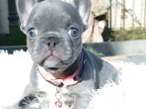 Blue French Bulldog Yavrularımız