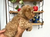 Cockapoo Erkek Dişi Yavrularımız Tüğ Dökmez Koku Yapmaz