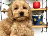 Cockapoo Erkek Dişi Yavrularımız Tüğ Dökmez Koku Yapmaz
