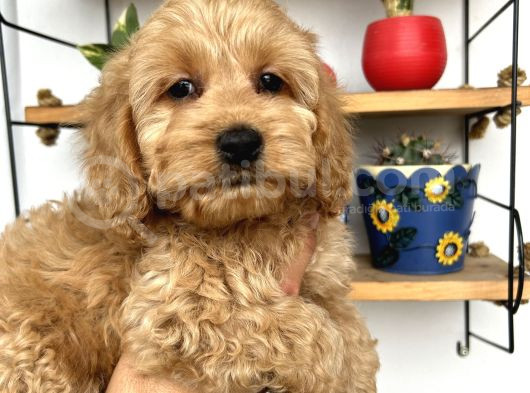 Cockapoo Erkek Dişi Yavrularımız Tüğ Dökmez Koku Yapmaz görsel