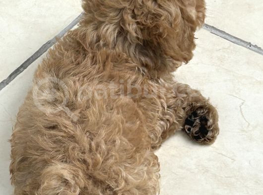 Cockapoo Erkek Dişi Yavrularımız Tüğ Dökmez Koku Yapmaz görsel
