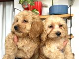 Cockapoo Erkek Dişi Yavrularımız Tüğ Dökmez Koku Yapmaz