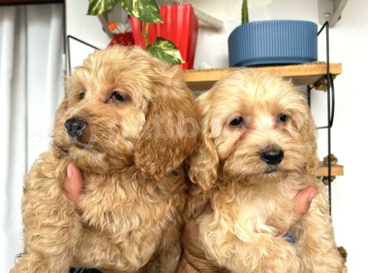 Cockapoo Erkek Dişi Yavrularımız Tüğ Dökmez Koku Yapmaz görsel