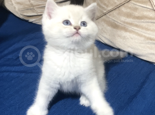 Mavi Gözlü Bebişlerimiz