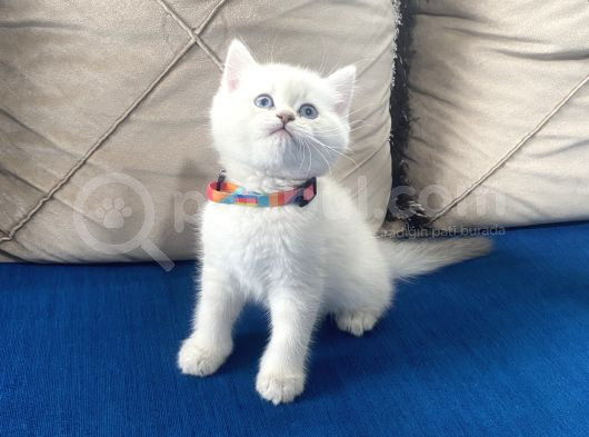 Mavi Gözlü Bebişlerimiz görsel