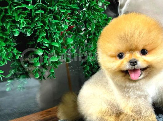 Gülen Surat Pomeranian Boo Yavrularımız