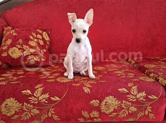 3 Aylık Dişi Pincher 2500 Tl