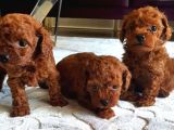 SAFKAN toypoodle dişi ve erkek yavrular İZMİR