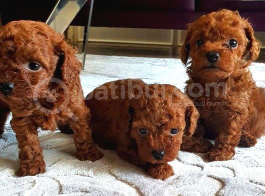 Safkan Toypoodle Dişi Ve Erkek Yavrular İzmi̇r