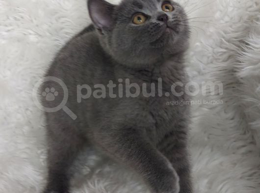 Safkan Bri̇tti̇sh Shorthai̇r Di̇şi̇ Erkek Yavrular görsel