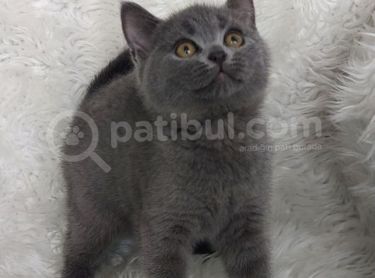 Safkan Bri̇tti̇sh Shorthai̇r Di̇şi̇ Erkek Yavrular