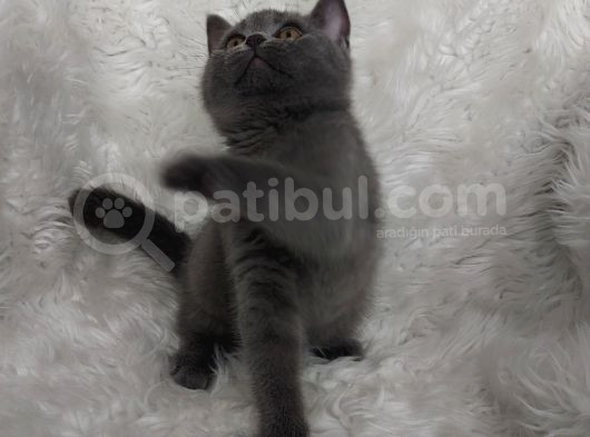Safkan Bri̇tti̇sh Shorthai̇r Di̇şi̇ Erkek Yavrular görsel
