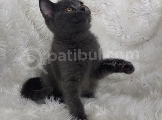 Safkan Bri̇tti̇sh Shorthai̇r Di̇şi̇ Erkek Yavrular görsel