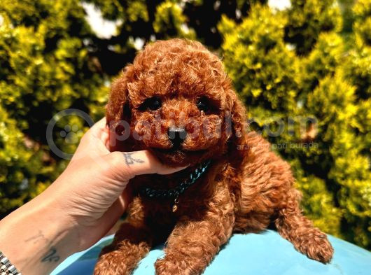 A Kalitede Toy Poodle Yavrular 