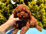 A Kalitede Toy Poodle Yavrular 