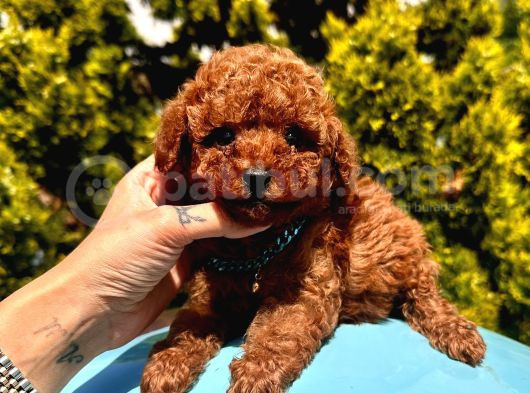 A Kalitede Toy Poodle Yavrular  görsel