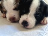 Jack Russell orijinal Irk 30 günlük bebek