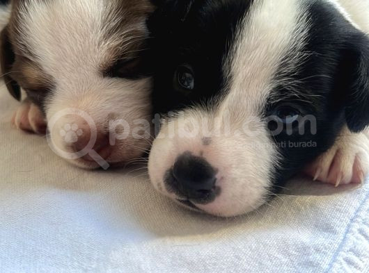 Jack Russell Orijinal Irk 30 Günlük Bebek