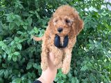 Uygun Puanlı Orjinal Poodle Bebeklerim